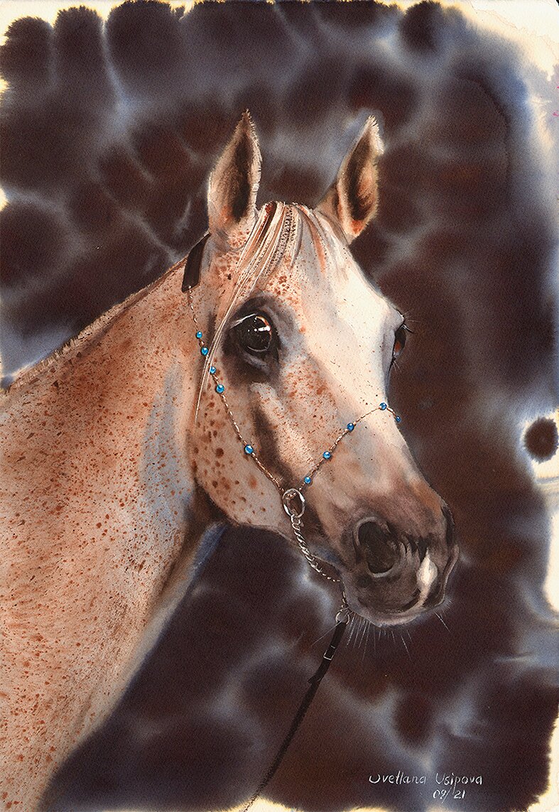 Arab mare named Binoma
Watercolour on watercolour paper
21’x31’